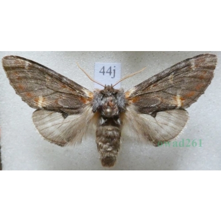 Notodonta dromedarius (Linnaeus, 1767) male Garbatka dromaderka Czech44j